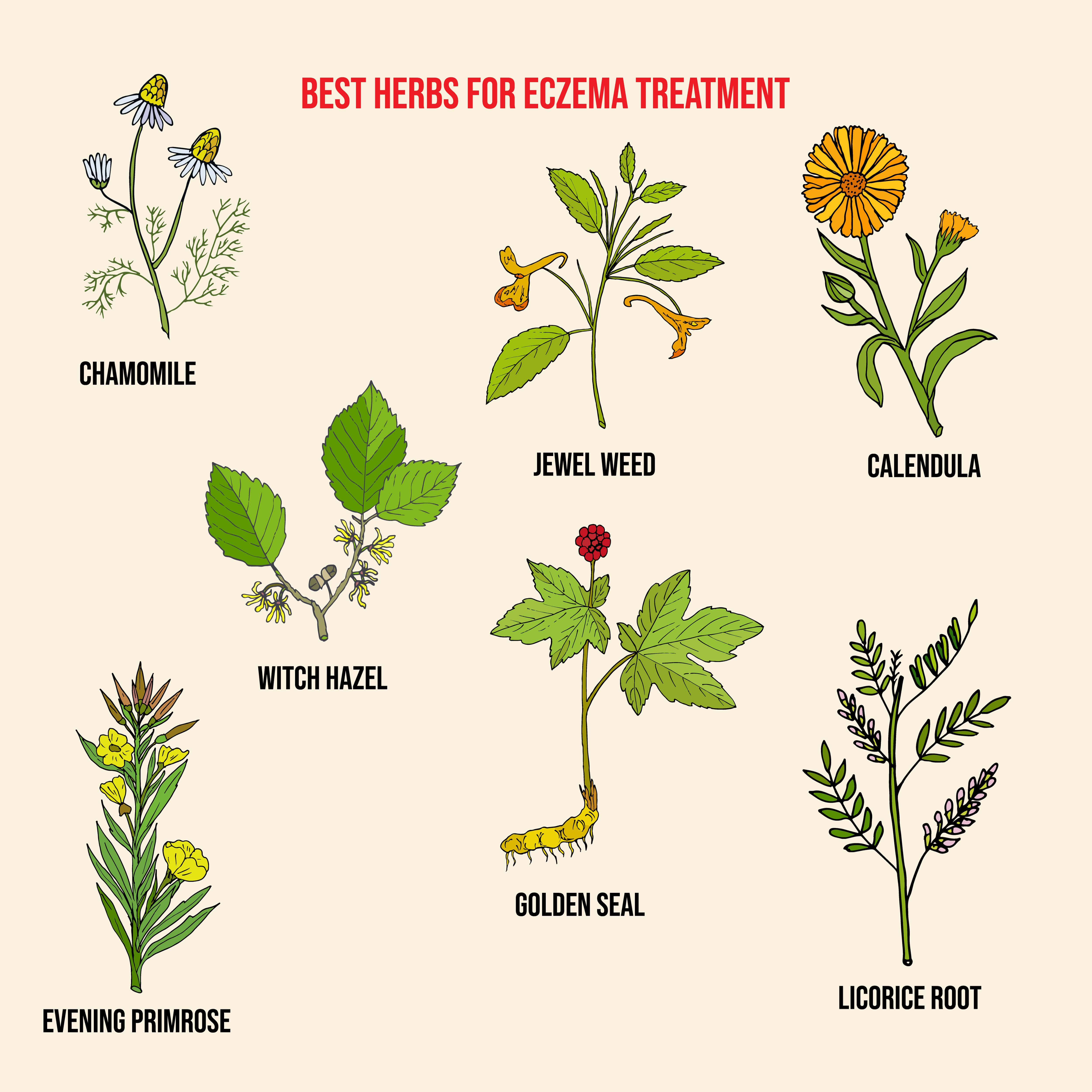 Eczema herbs