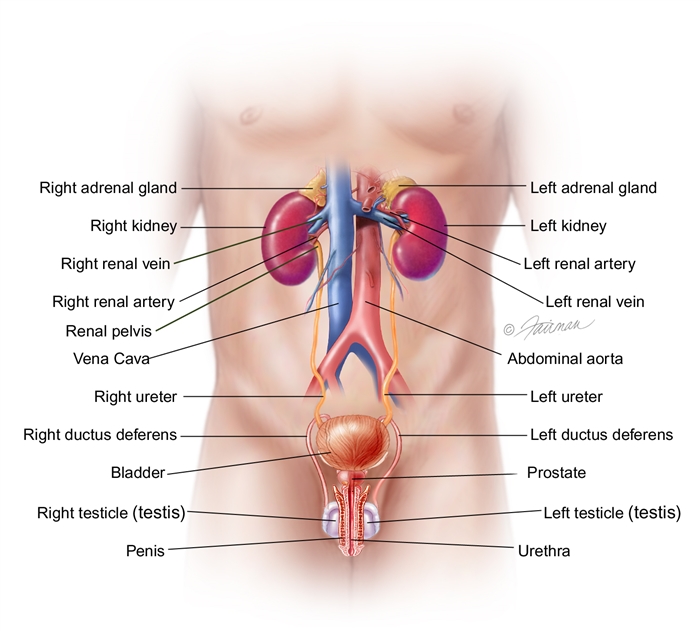 Male-Urinary-Tract-anatomy