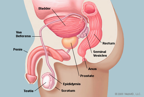Prostate gland anatomy